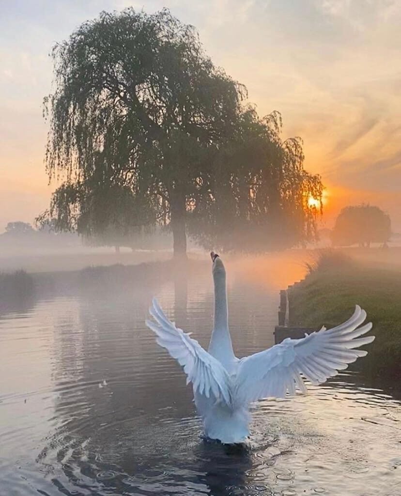 Доброе утро рассвет