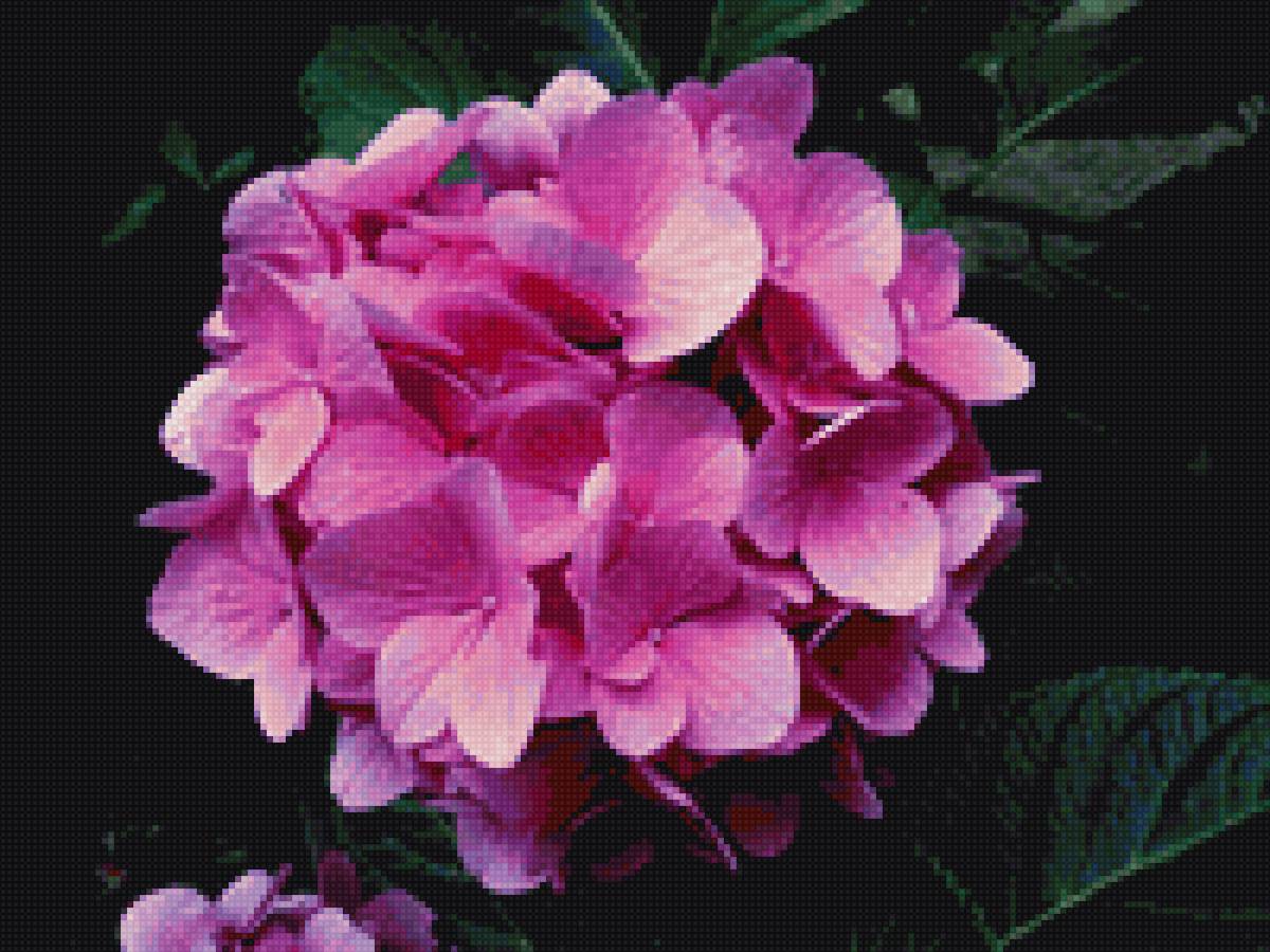 Гортензия - гортензия, цветок крупным планом, розовый - предпросмотр