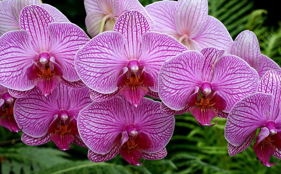 Orquídea. - orquídea. - оригинал