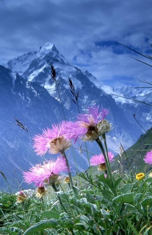Paisagens de montanhas. - flores.montanhas. - оригинал
