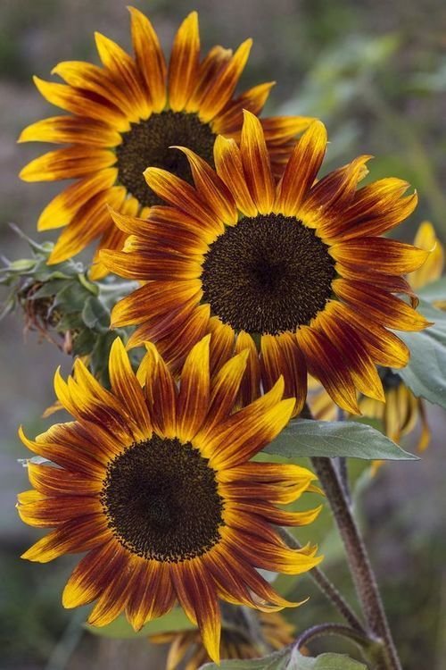 Girassóis. - flores.girassóis. - оригинал