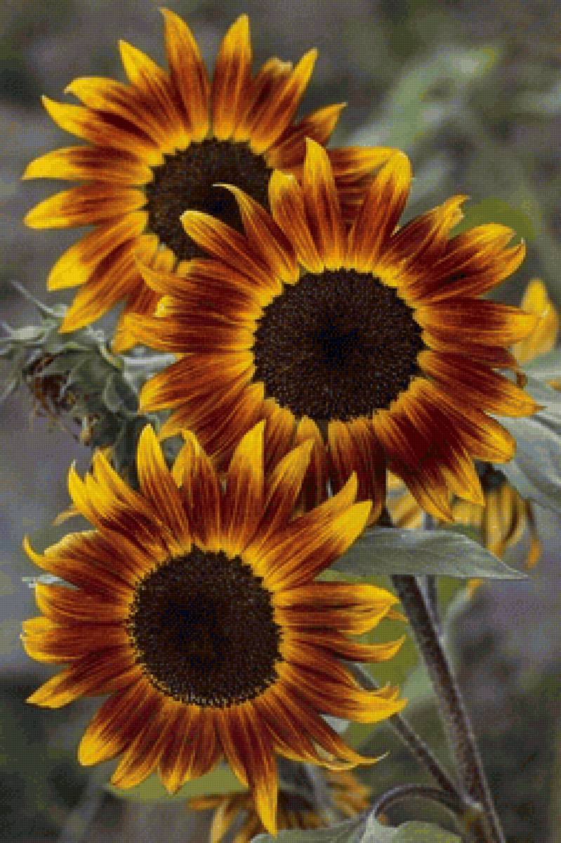 Girassóis. - flores.girassóis. - предпросмотр