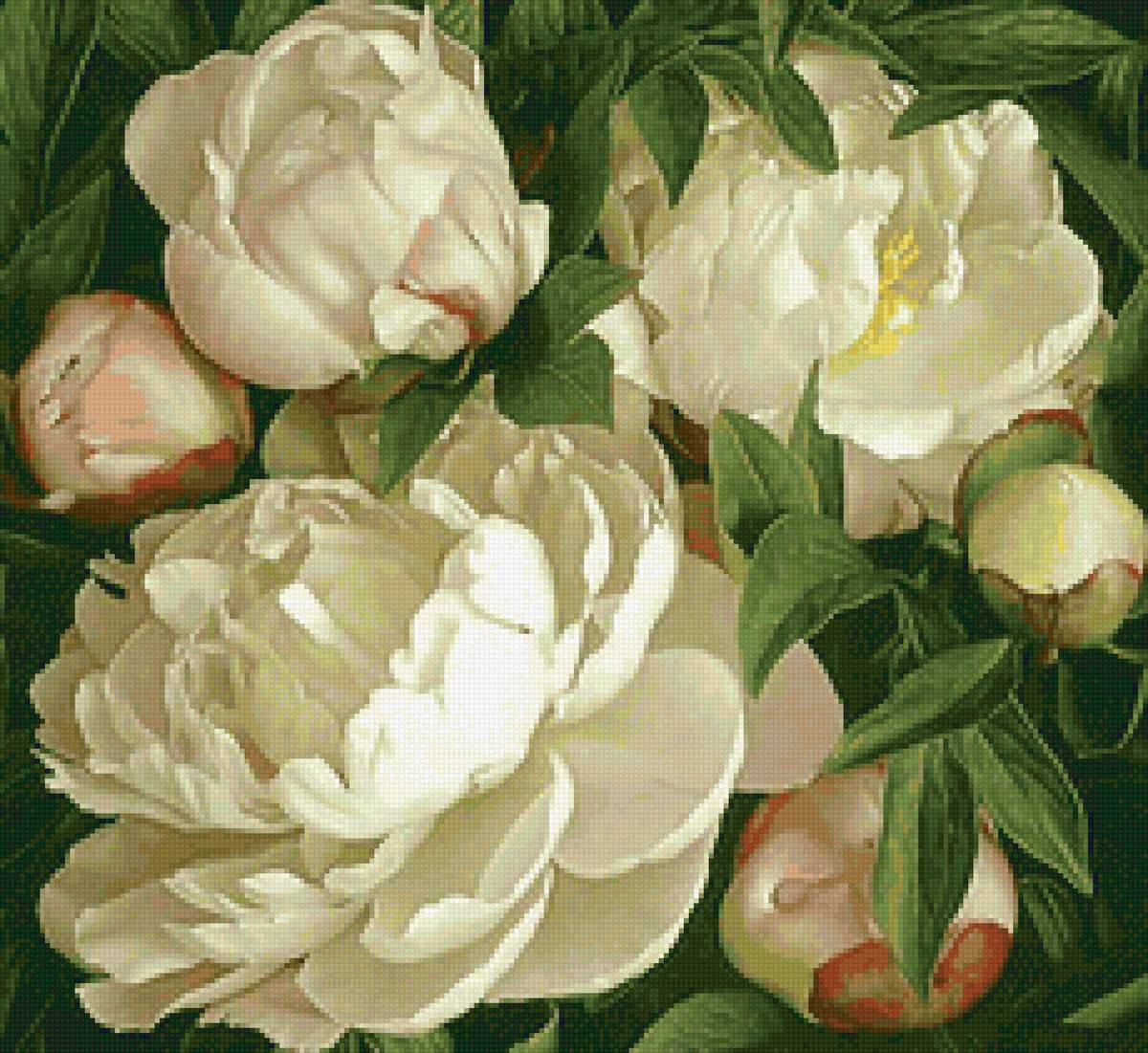 Белые пионы - белые пионы, букет, растения, цветы - предпросмотр