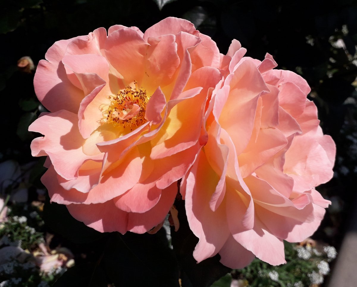 Роскошь - природа, розы, цветы, лето, времена года - оригинал