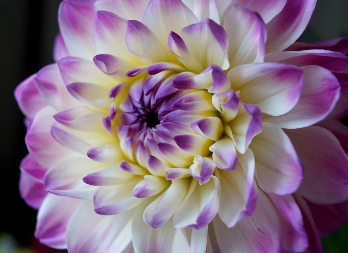 Георгин - георгины, природа, осень, флора, цветы, времена года - оригинал