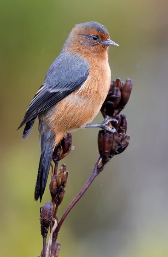 Птичка - оригинал