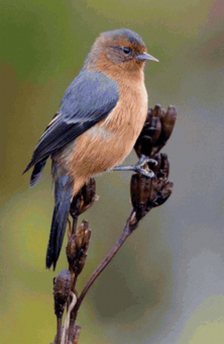 Птичка - предпросмотр