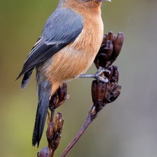 Схема вышивки «Птичка»