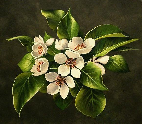 Цветение - яблоня, цветение, весна - оригинал