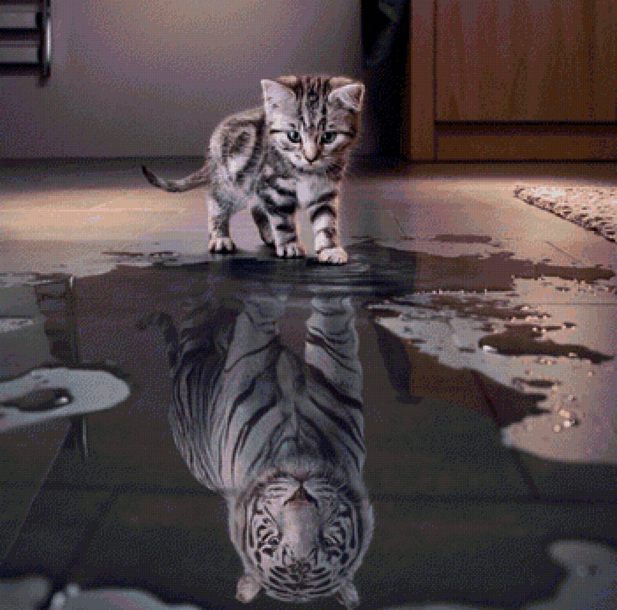 котенок отражение - тигра в луже серенький тигр котик - предпросмотр