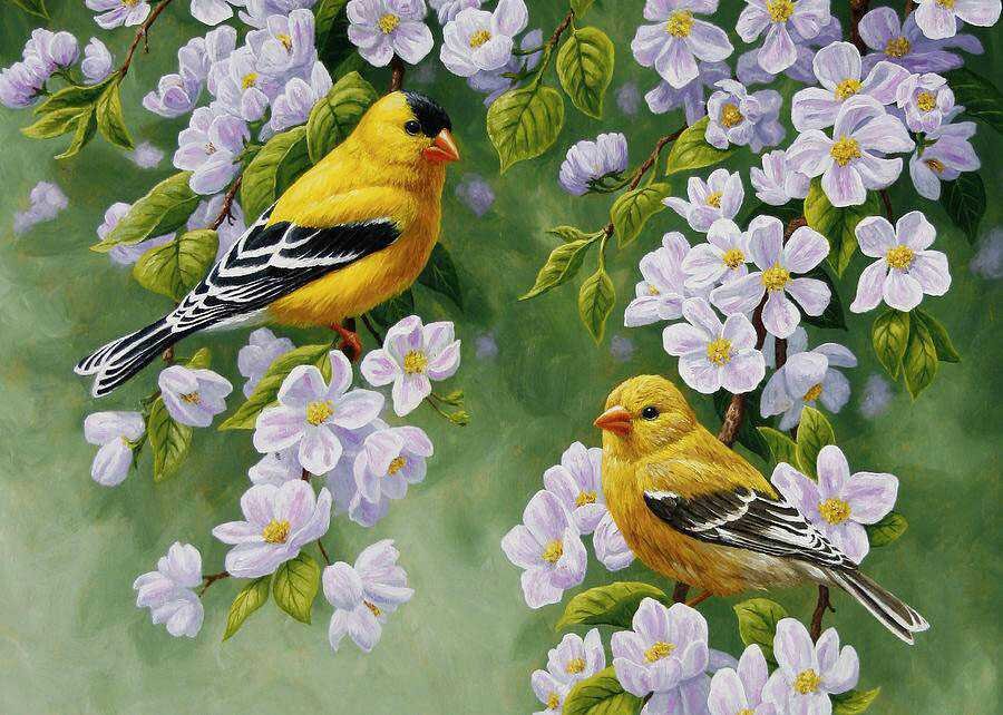 Желтые птички на ветвях яблони - лето, цветение, яблоня, птицы, весна, белые цветы - оригинал