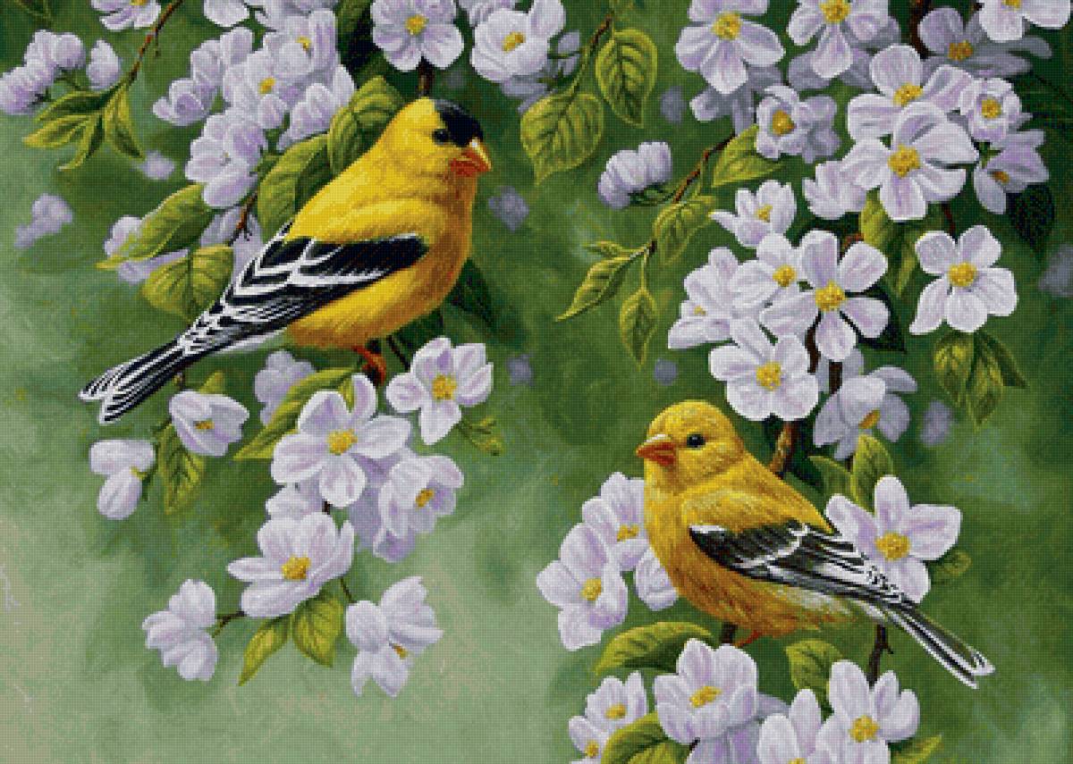 Желтые птички на ветвях яблони - цветение, птицы, лето, белые цветы, весна, яблоня - предпросмотр