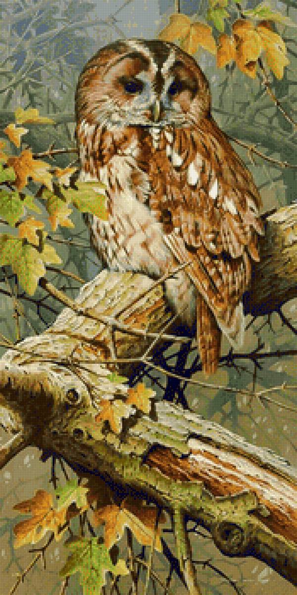 Tawny Lookout-(Tawny Owl). - terance james bond painter.birds. - предпросмотр