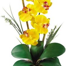 желтая орхидея