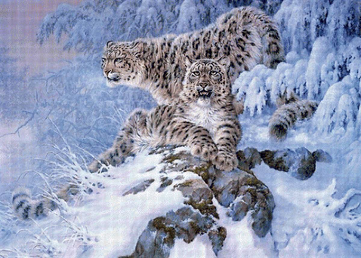 снежные барсы - животные, барсы - предпросмотр