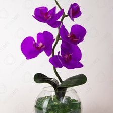 орхидея в вазе
