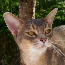 Схема вышивки «Абигайль»