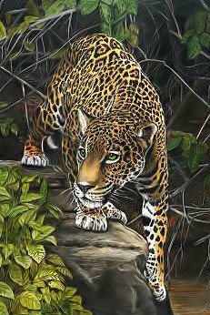 Ягуар - хищник, ягуар., животное - оригинал