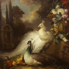 павлины в саду