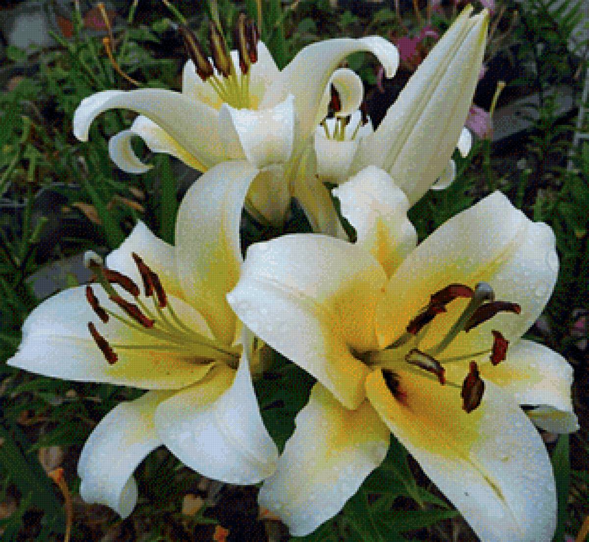 Лилии - предпросмотр