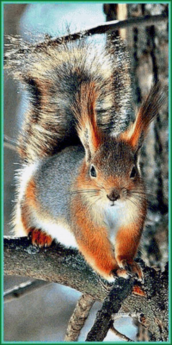 Белочка - животные, белка - предпросмотр