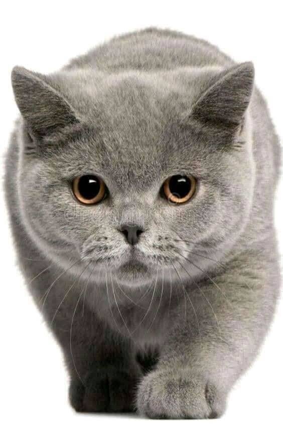 Иду к вам - животные, кошки - оригинал