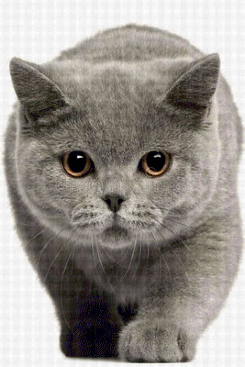 Иду к вам - животные, кошки - предпросмотр