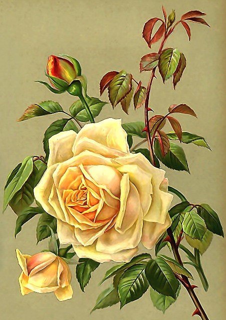 Роза - роза, винтаж, цветок - оригинал