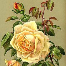 Оригинал схемы вышивки «Роза» (№2209120)