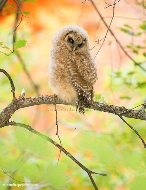 Сова - птицы - оригинал