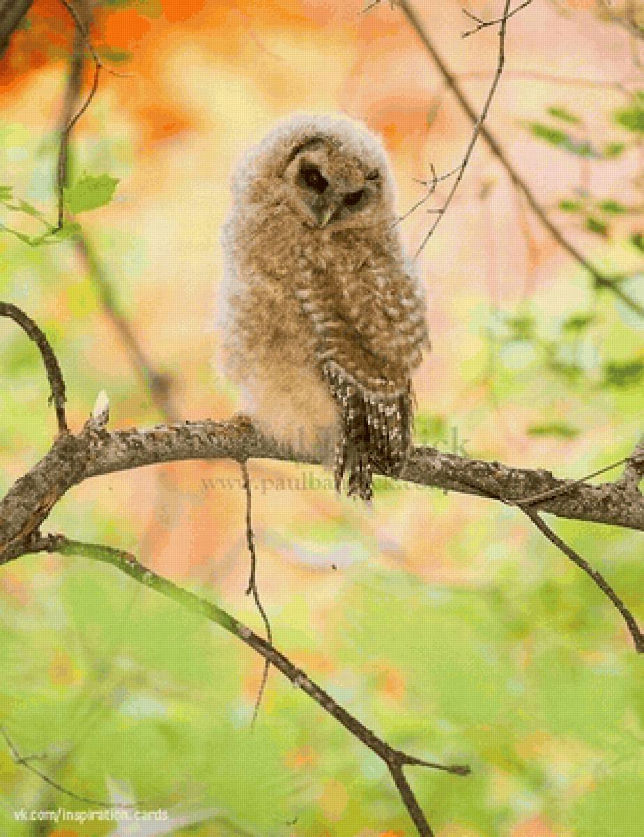 Сова - птицы - предпросмотр