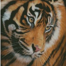 Схема вышивки «взгляд тигра»