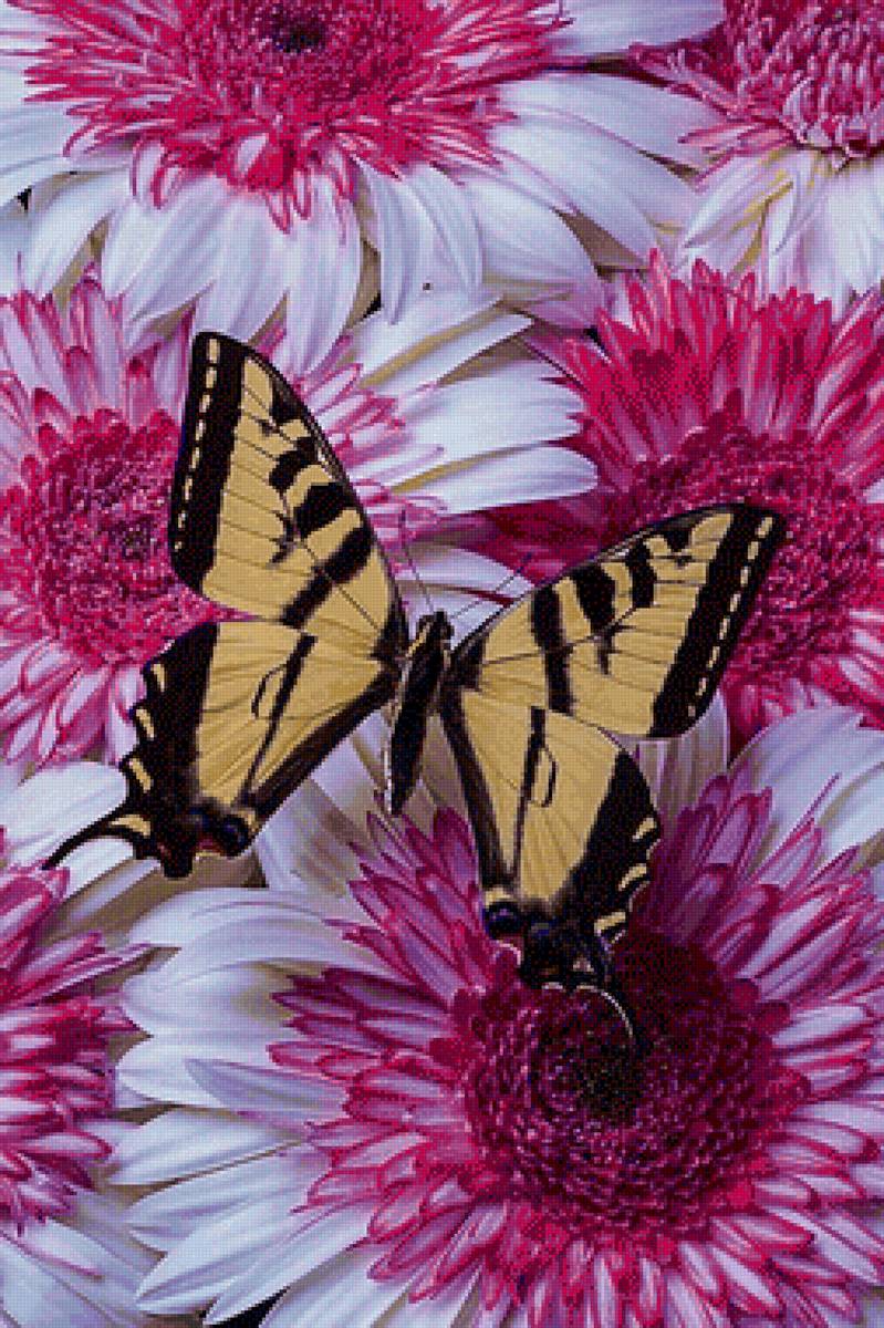 Flores. - borboleta., flores. crisântemo - предпросмотр