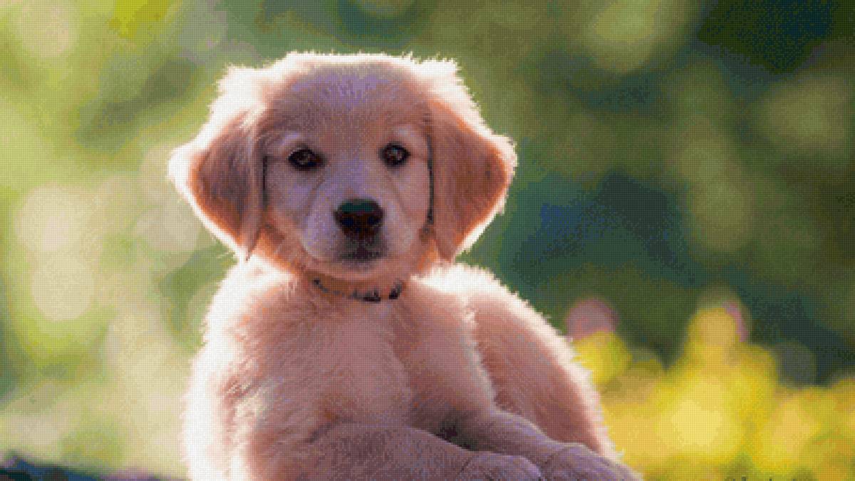 Собака - животные - предпросмотр