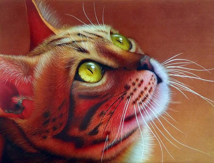 Cat. - кот. - оригинал