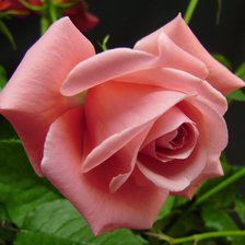 Схема вышивки «роза»