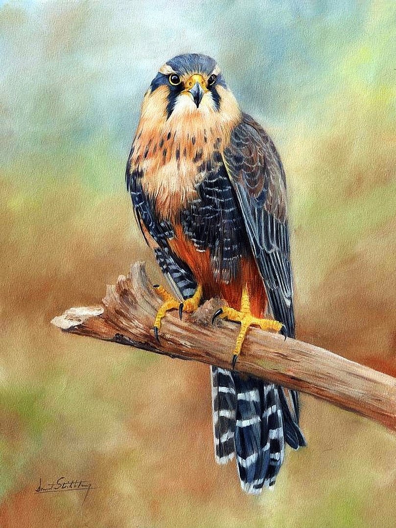 в гармонии - птица природа - оригинал