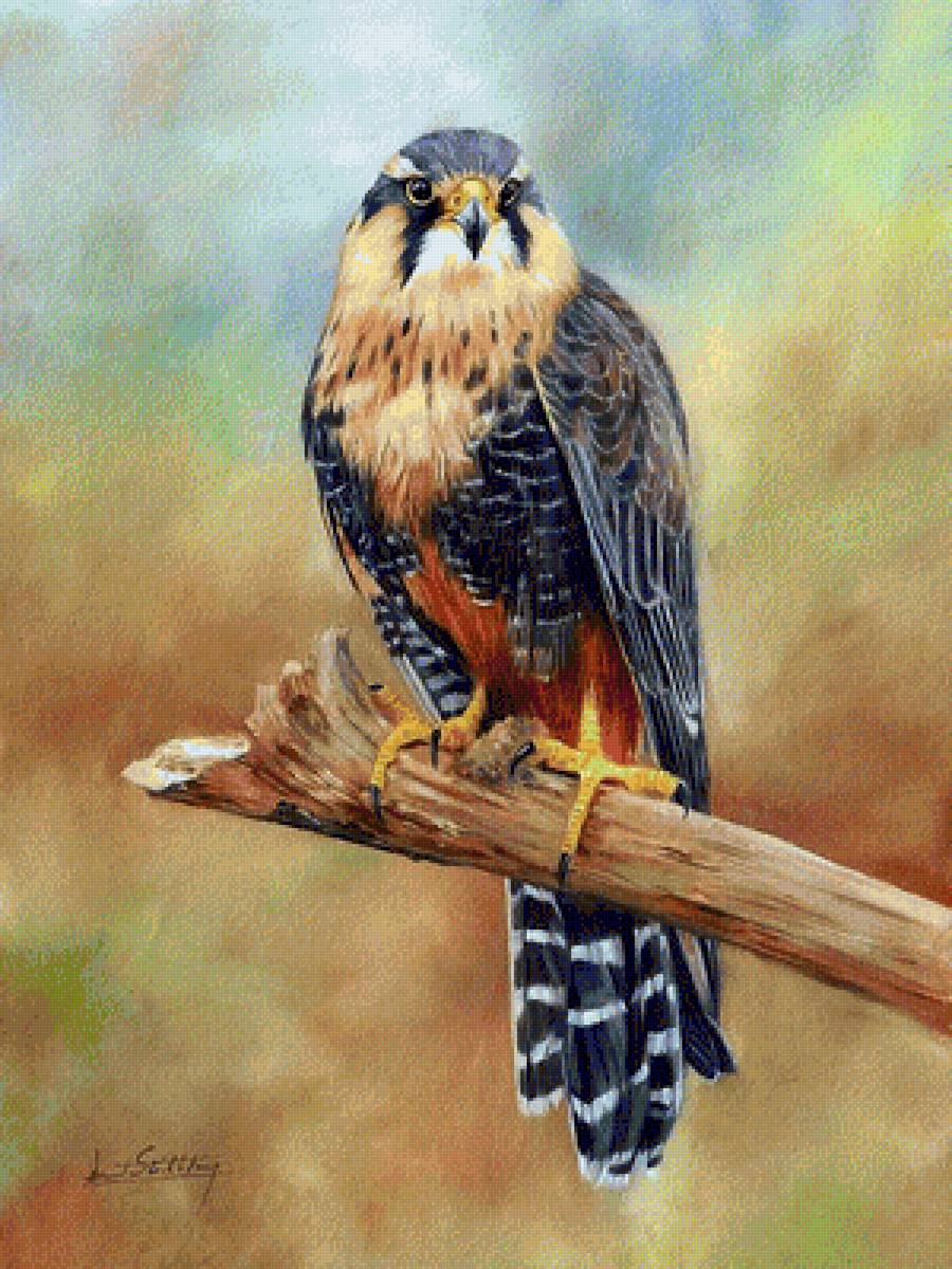 в гармонии - птица природа - предпросмотр