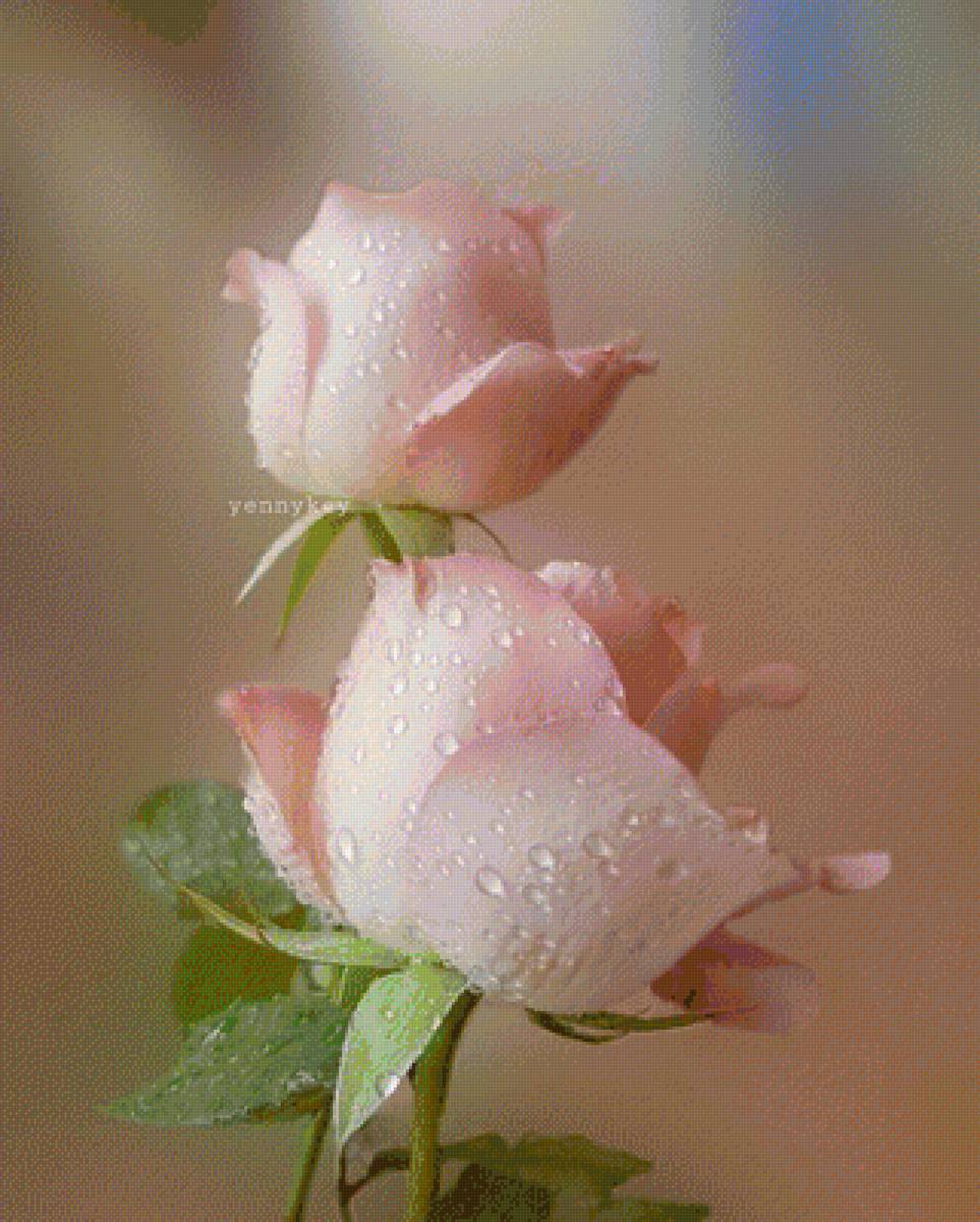 розы - цветы розы - предпросмотр