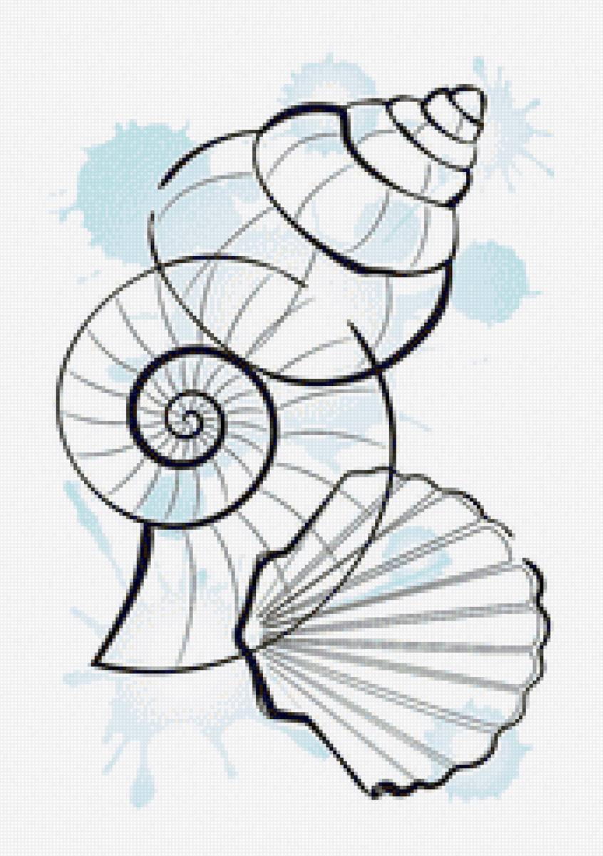 №2210800 - ракушки - предпросмотр