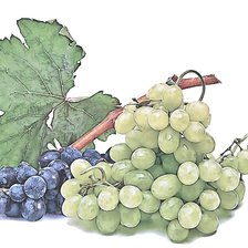 Оригинал схемы вышивки «виноград» (№2210917)