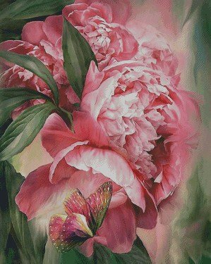 пион - цветы пион - оригинал