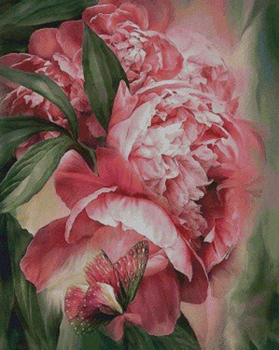 пион - цветы пион - предпросмотр