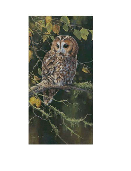 сова - сова птица - оригинал
