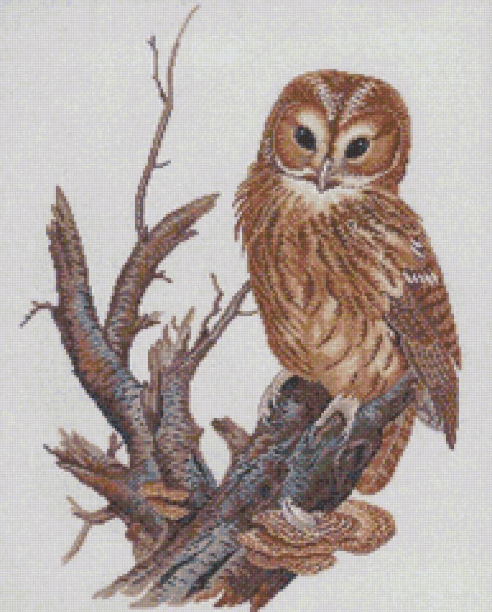 Сова на суку - сук, филин, сова - предпросмотр