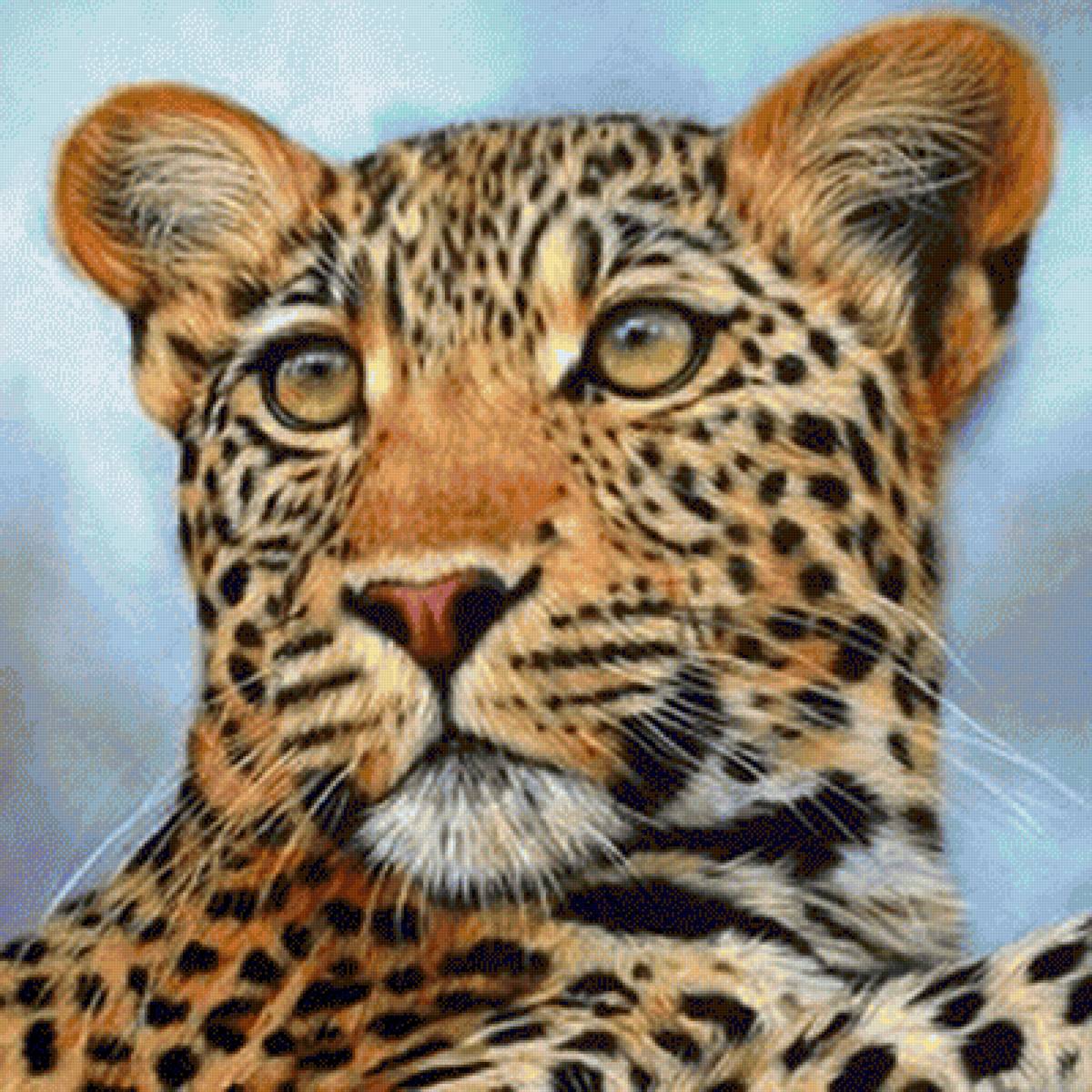 взгляд хищника - взгляд леопард хищник - предпросмотр