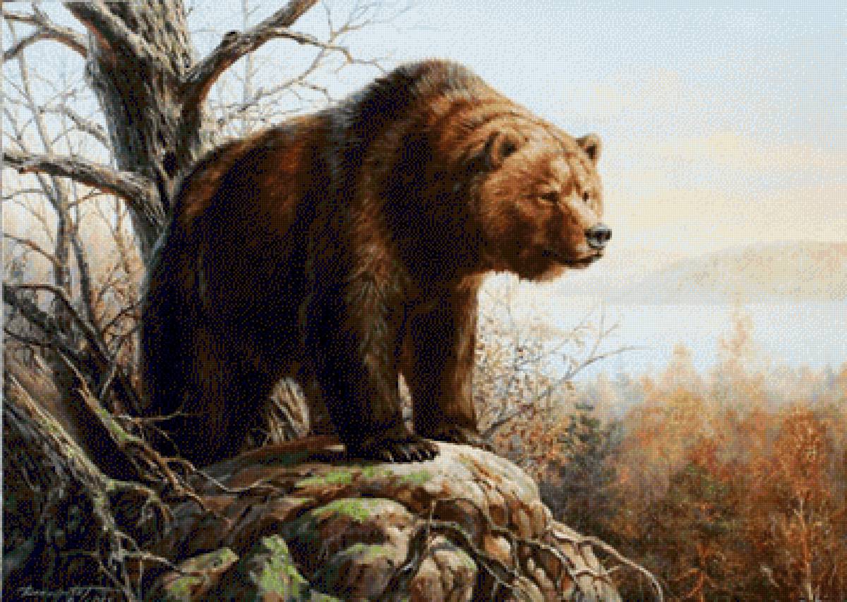 хозяин тайги - животные медведь тайга - предпросмотр