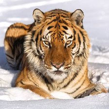 Схема вышивки «тигр»