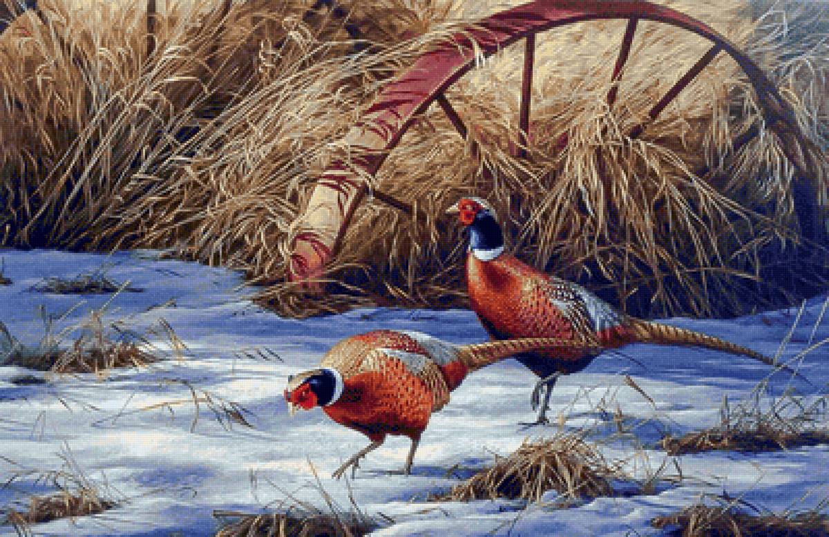 Pheasants in Snow. - rosemary millette painter.snowscapes.birds. - предпросмотр