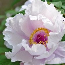 Схема вышивки «№2211429»